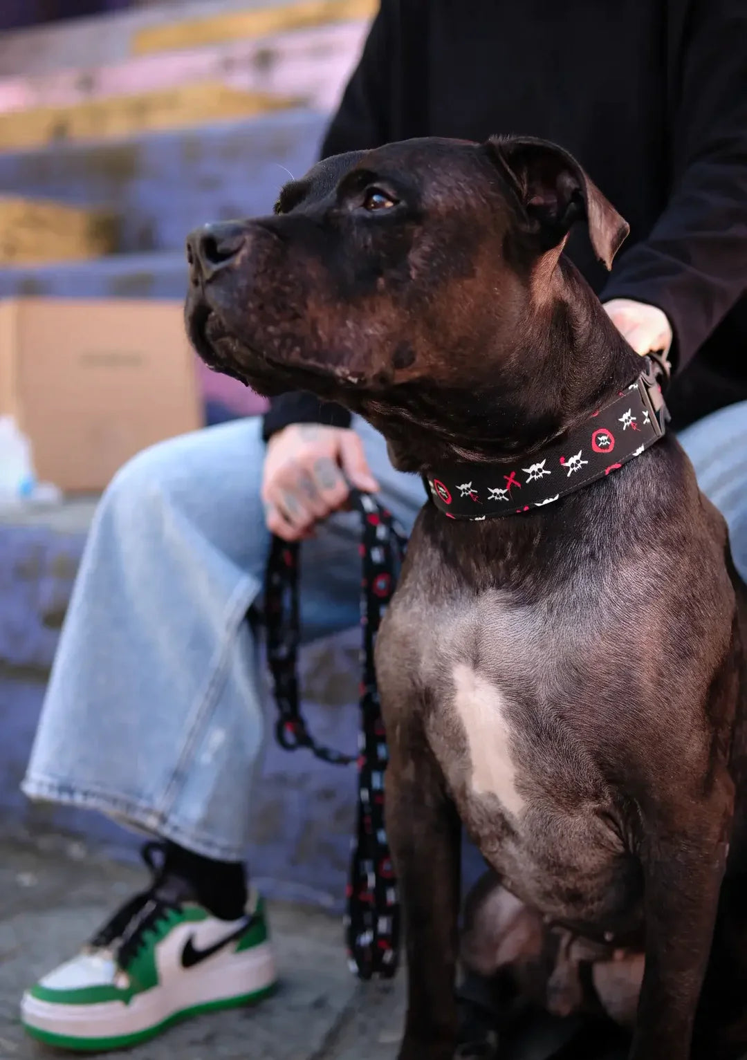 OneTwoSix x WILD BARKS Dog Collar