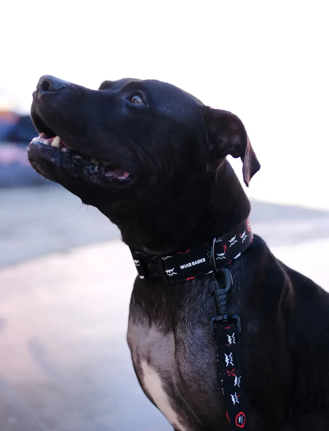 OneTwoSix x WILD BARKS Dog Collar